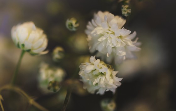 Aniversario_tema_passarinho 19